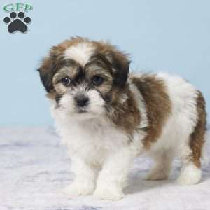 Cooper, Teddy Bear Puppy